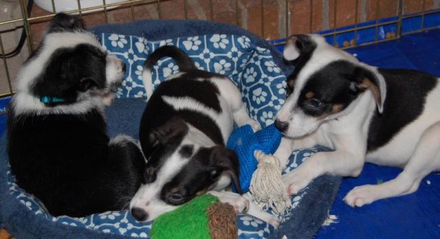 Mollys pups