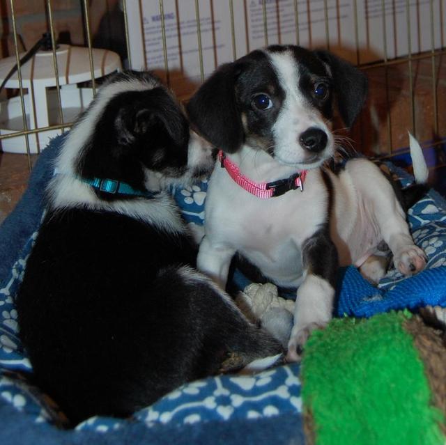 Mollys pups