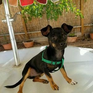 Princess Beanie Adopted