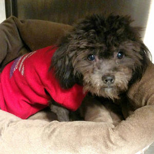 Mirabella Adopted