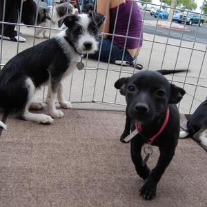 Purdy and Harley (Sissy's Puppy)