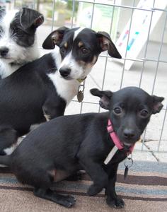 Purdy, Thunder and Harley (Sissy's Puppy)
