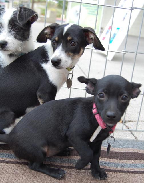 Purdy, Thunder and Harley (Sissy's Puppy)