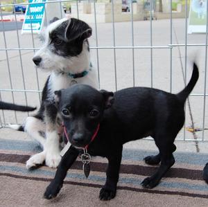 Purdy and Harley (Sissy's Puppy)