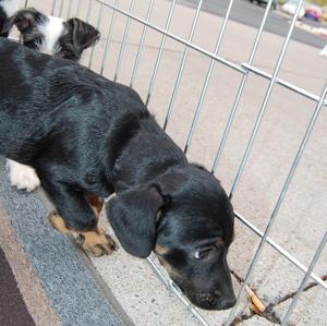mollys and sissys pups