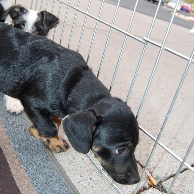 mollys and sissys pups