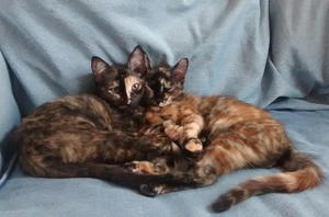 Poppy and Luna