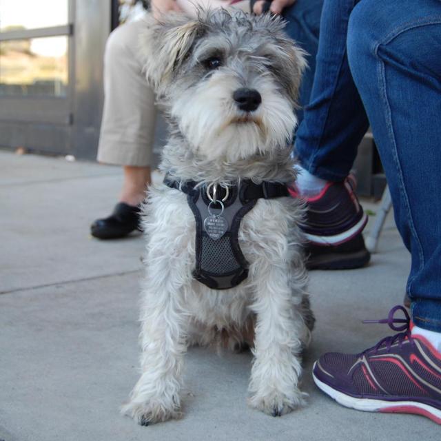 Otto