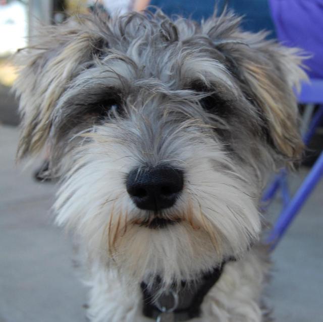 Otto