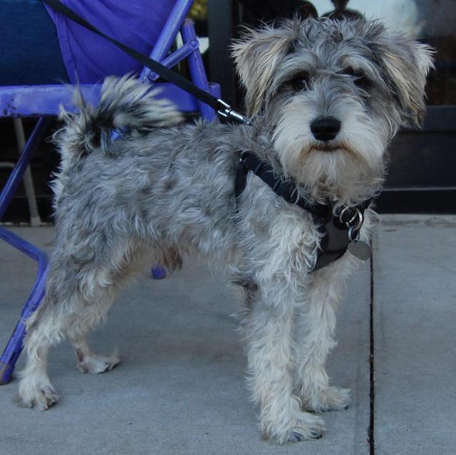 Otto
