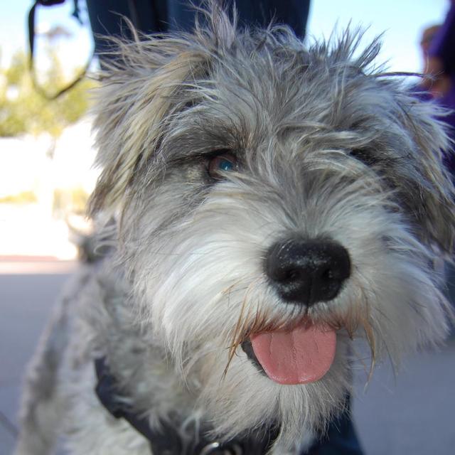 Otto