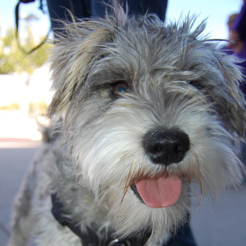 Otto