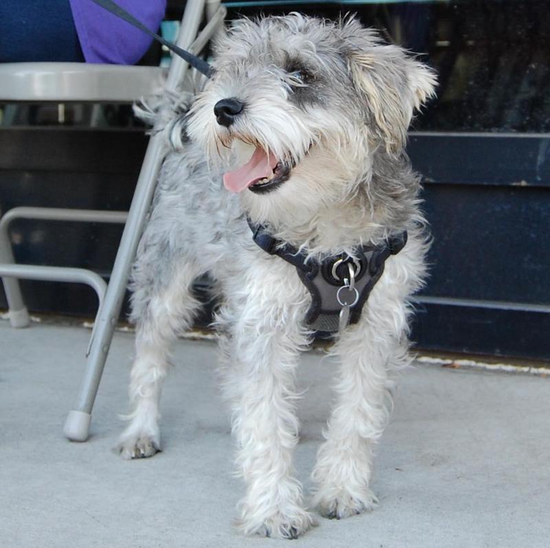 Otto