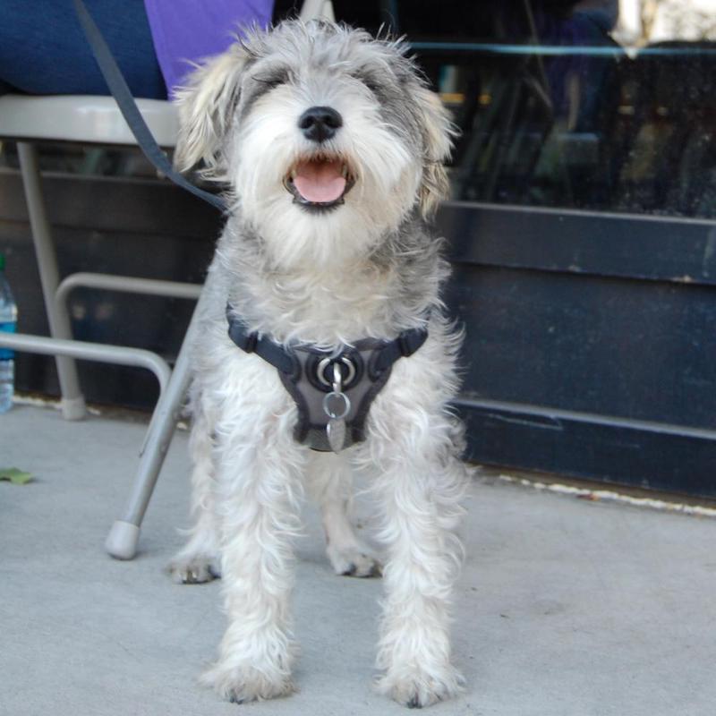 Otto