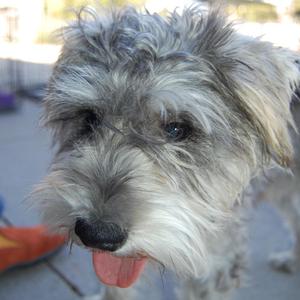 Otto