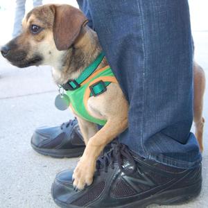 Pecan Adopted