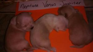 Neptune, Venus, Jupiter - October 8, 2016; 3 female Puppies; 2 weeks old