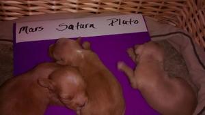Mars, Saturn, Pluto - October 8, 2016; 3 male puppies; 2 weeks old