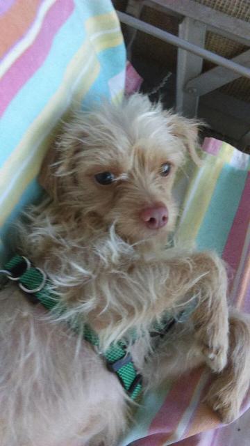 Jack