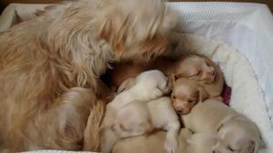 Little Jill and puppies - October 15, 2016; 3 weeks old