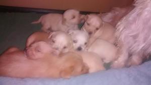 Puppies one month old - October 22, 2016