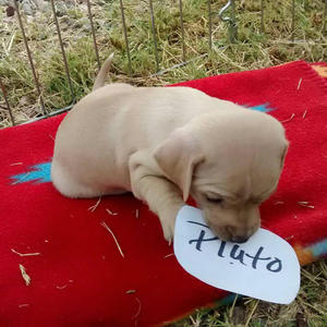 Little Jill's Puppy - Pluto Adopted