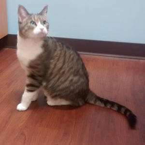 Ms. Ziggy - Adopted