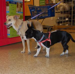 roxie&goldie