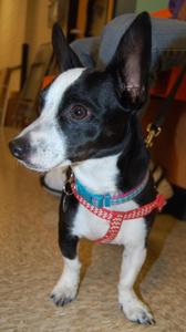 roxie