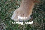 photo coming