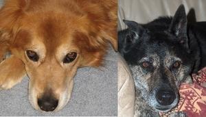 Shadow & Biscuit - Adopted!