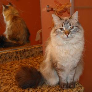 ~Animal Services Courtesy Listing~ Malee