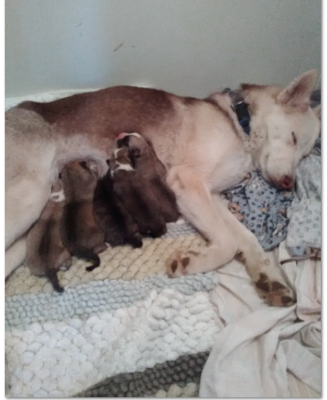 An exhausted Juneau and her Puppies!  5-5-17 Date of Birth