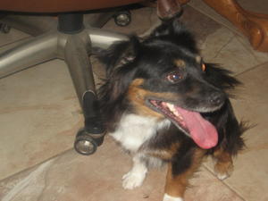 Sparky 009