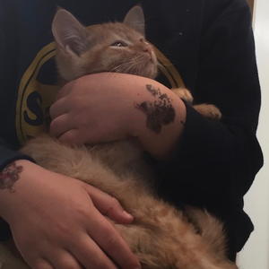 2018 Adoptions