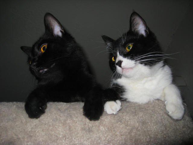 ~Courtesy Listing~ Blackie