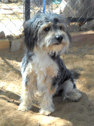 Toby