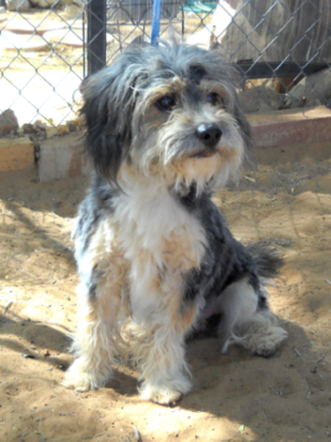 Toby