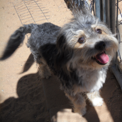 Toby