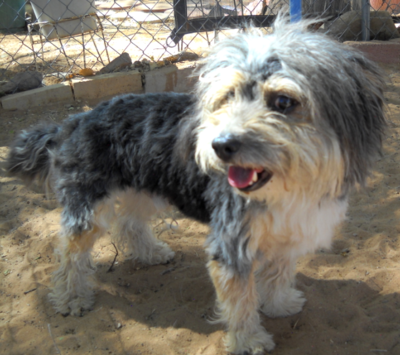 Toby