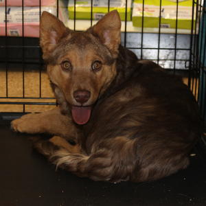 2019 Adoptions