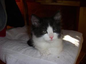 Maurice_2
