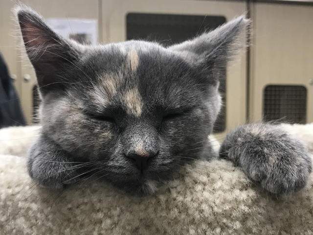 Remi