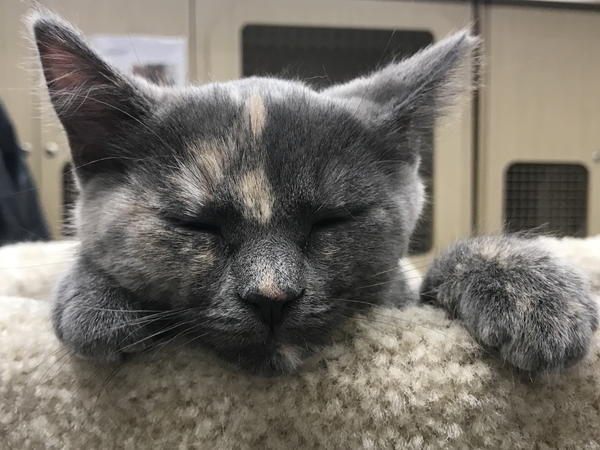 Remi