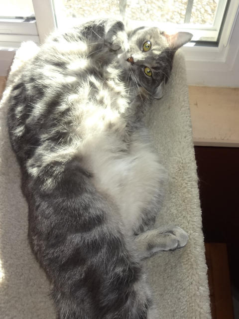 Logan