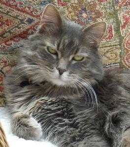 Izik--Foster Needed!