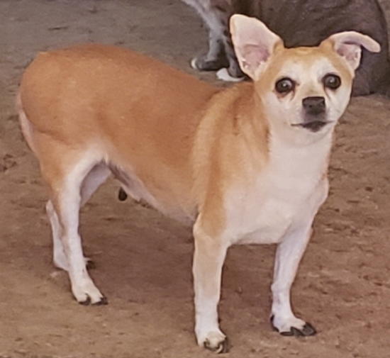 Chico