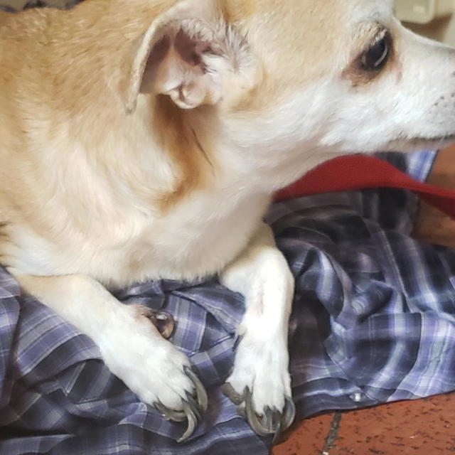 Chico's Nails