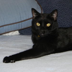 Batman--Foster Needed!!