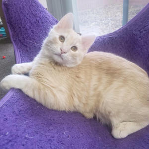 Stevie - Adopted